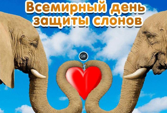 Гифки с днём защиты слонов