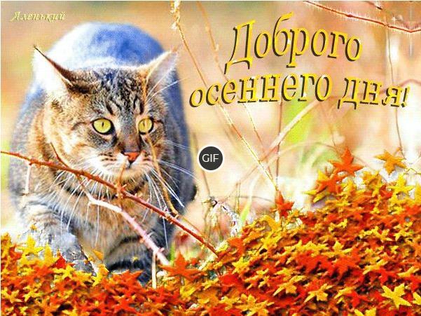 Доброго осеннего дня и вечера картинки