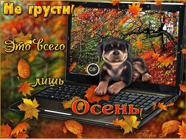 Гифки красивого осеннего листопада