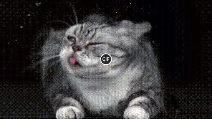 Гифки со смешными котиками