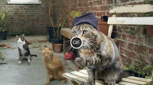 Смешные гифки с котами