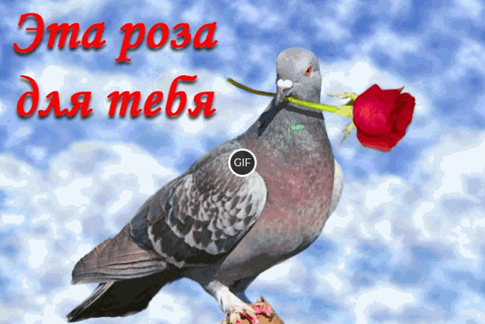 Красивая гиф картинка эта роза для тебя