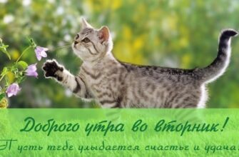 Картинки доброго утра вторника (70 фото)
