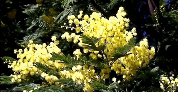 Гифки с цветами Мимозы (20 gif картинок)
