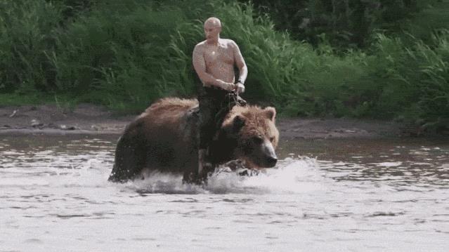 Гифки Русский Медведь (20 gif картинок)