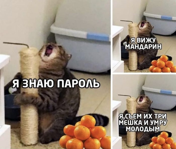 Смешные картинки - Мем 2025 год про кота и мандарины.