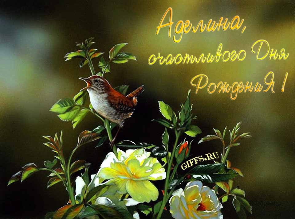 Прикольная картинка с кричащей птичкой : "Аделина, счастливого дня рождения!". Прикольная картинка с кричащей птичкой : "Аделина, счастливого дня рождения!".