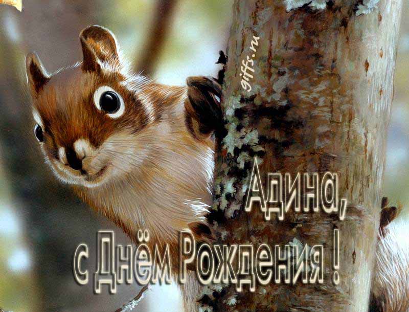 Смешная картинка с белочкой для поздравления Адины с ДР.