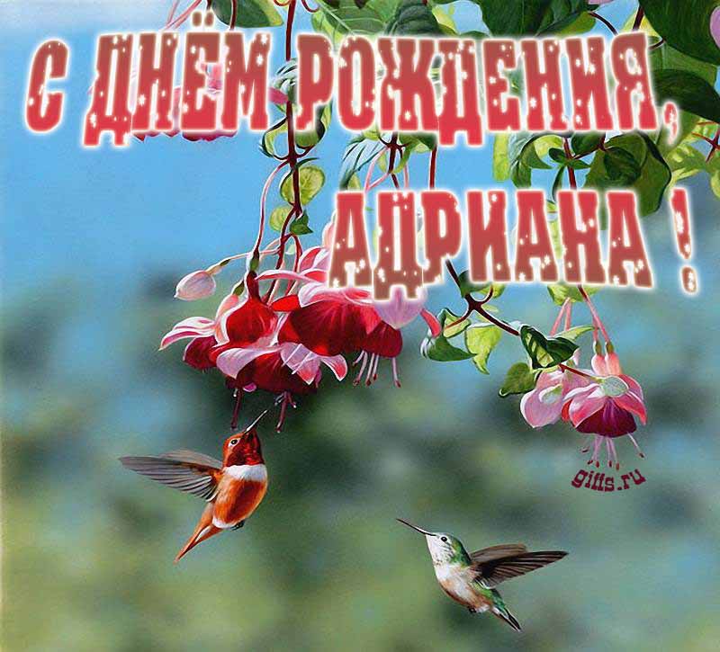 Яркая летняя открытка с птичками в цветах ко дню рождения Адрианы. Яркая летняя открытка с птичками в цветах ко дню рождения Адрианы.