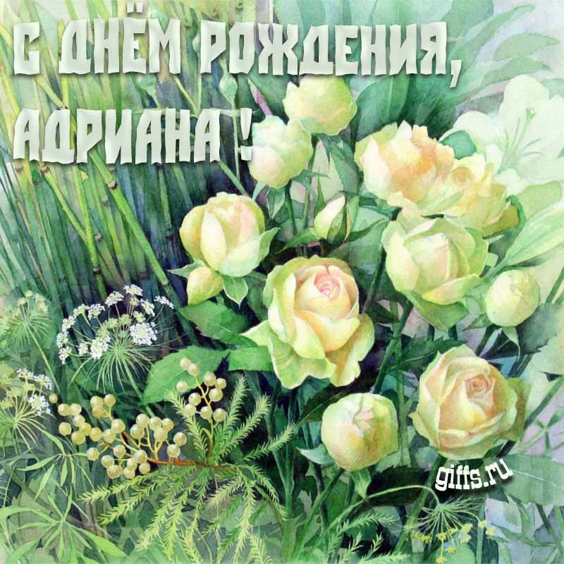 Летняя креативная открытка с белыми розами в траве на день рождения Адриане. Летняя креативная открытка с белыми розами в траве на день рождения Адриане.