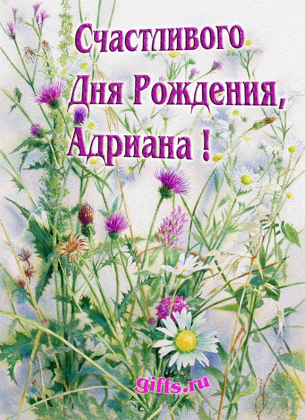 Картинка с луговыми цветами и пожеланием счастливого дня рождения девушке Адриане. Картинка с луговыми цветами и пожеланием счастливого дня рождения девушке Адриане.