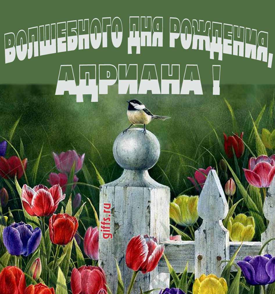Нежная картинка с разноцветными тюльпанами и надписью "Волшебного дня рождения, Адриана!". Нежная картинка с разноцветными тюльпанами и надписью "Волшебного дня рождения, Адриана!".