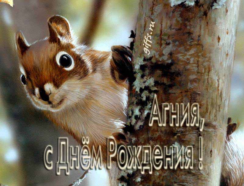 Смешная картинка с белочкой для поздравления Агнии с ДР.