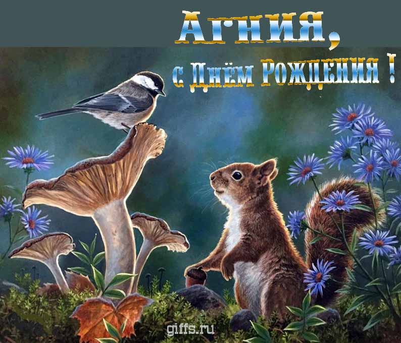 Прикольная и смешная открытка с белочкой среди грибов для поздравления Агнии с ДР.