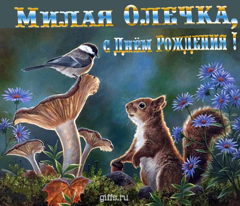 Прикольная и смешная открытка с белочкой среди грибов для поздравления Ольги с ДР.