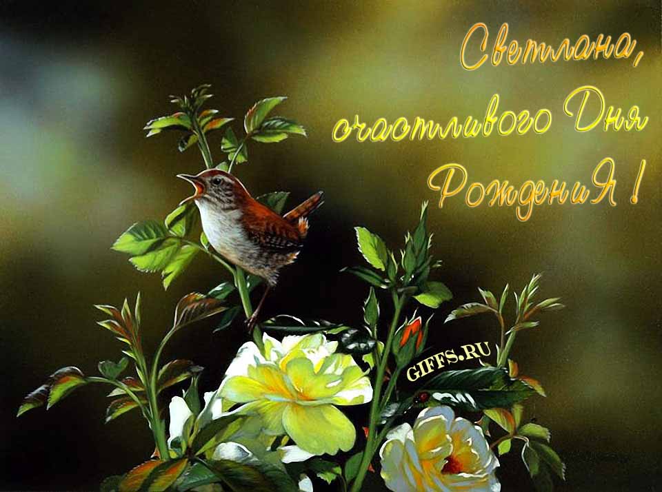 Прикольная картинка с кричащей птичкой : "Светлана, счастливого дня рождения!". Прикольная картинка с кричащей птичкой : "Светлана, счастливого дня рождения!".