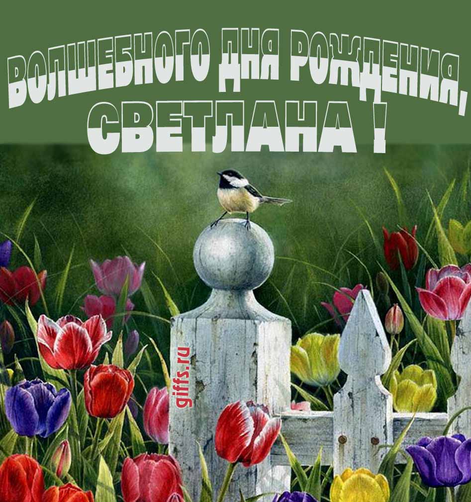 Нежная картинка с разноцветными тюльпанами и надписью "Волшебного дня рождения, Светлана!". Нежная картинка с разноцветными тюльпанами и надписью "Волшебного дня рождения, Светлана!".